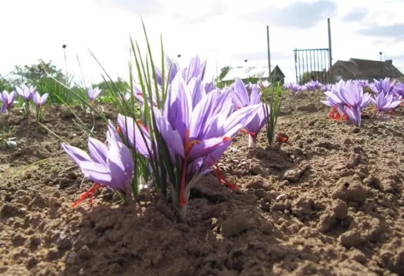 Bed and Breakfast Les Nuits Safranées