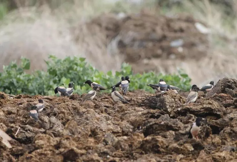 Hotelli Sultan Pansion Bird Paradise