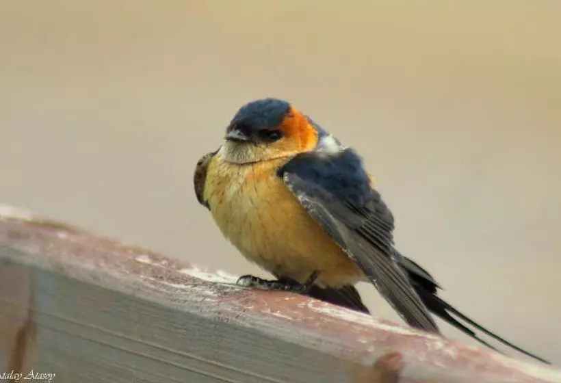 Hotelli Sultan Pansion Bird Paradise