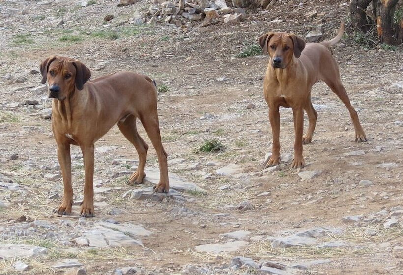 مبيت وإفطار Le Mas De La Draille