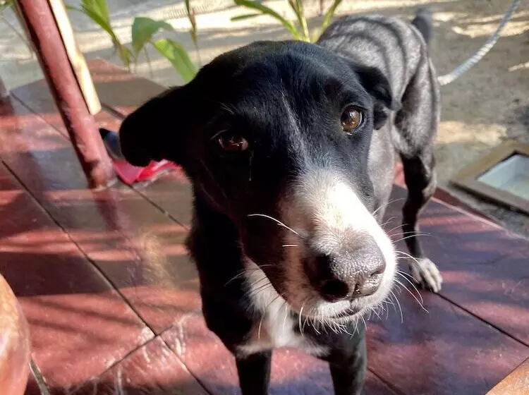 Hotelli Little Corn Beach And Bungalow