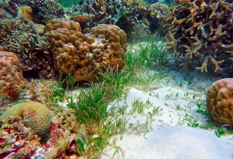 Hotelli Alegria Dive Resort