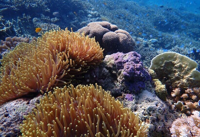 호텔 Alegria Dive Resort