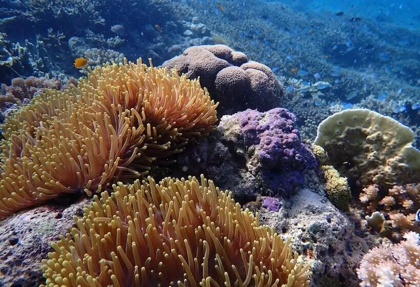 Hotelli Alegria Dive Resort