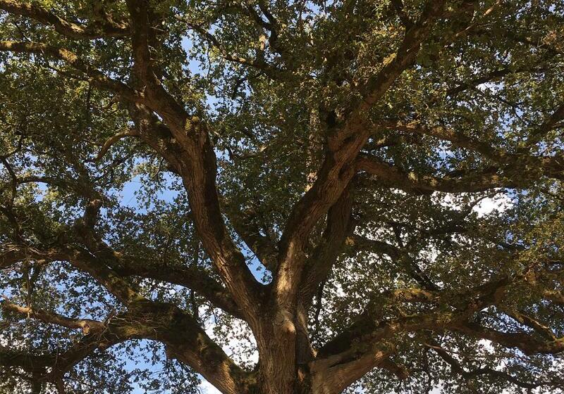 בית מלון כפרי Loire Valley Lodges