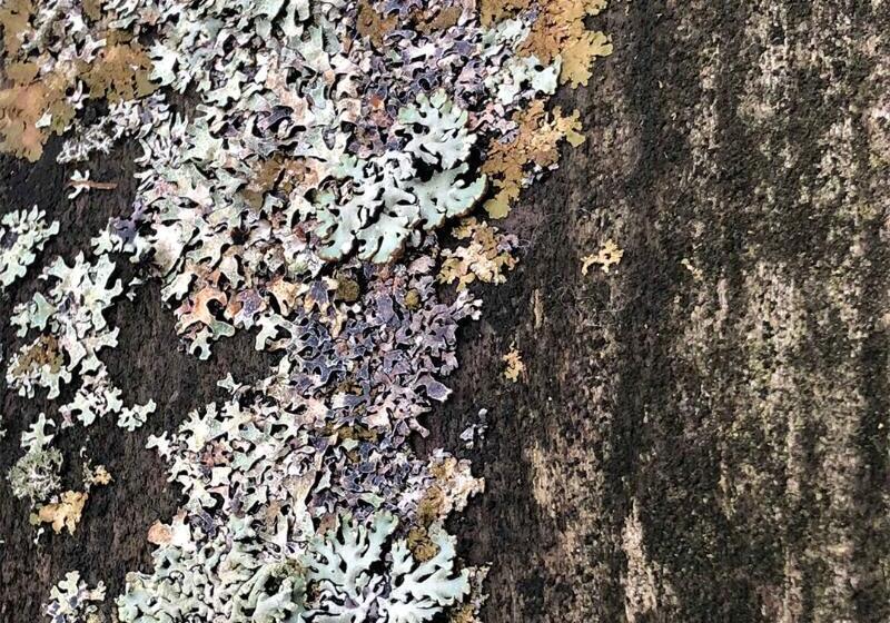 בית מלון כפרי Loire Valley Lodges