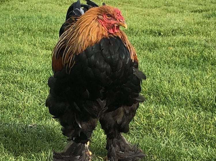 Le Manoir De Le Quesnel