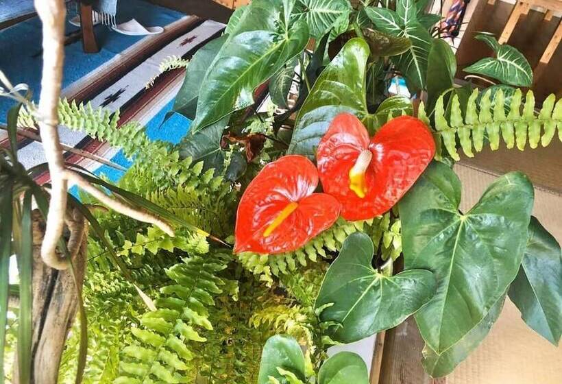 Pension Galaxy Guest House