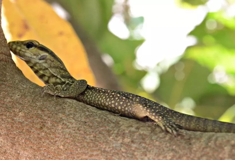 Hotelli Dracaena Resort