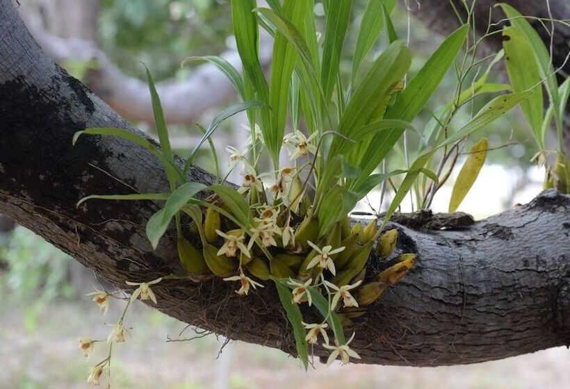 Отель Dracaena Resort