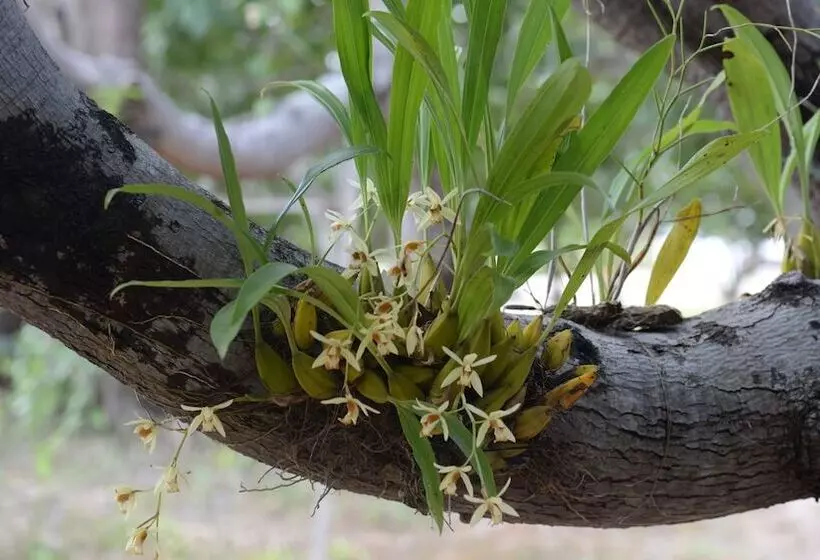 Hotelli Dracaena Resort