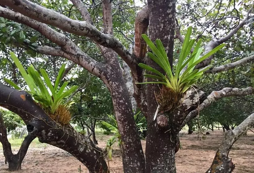 Hotelli Dracaena Resort