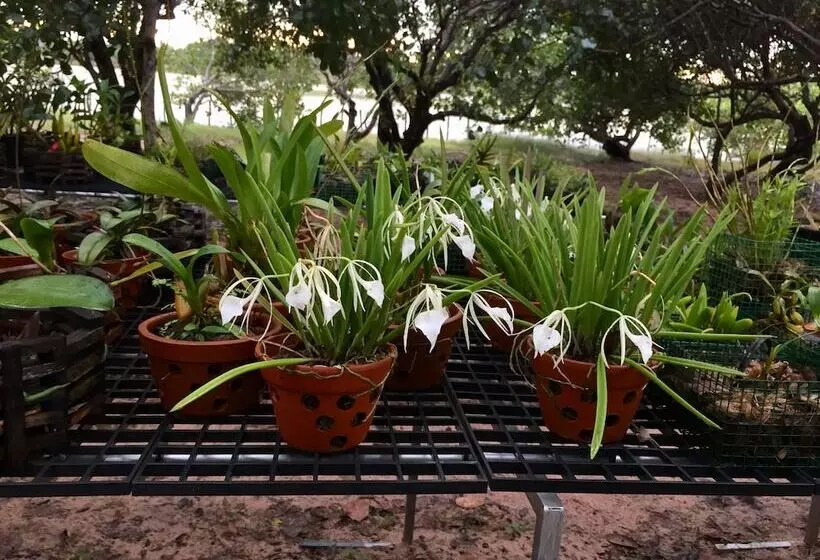 Hotelli Dracaena Resort