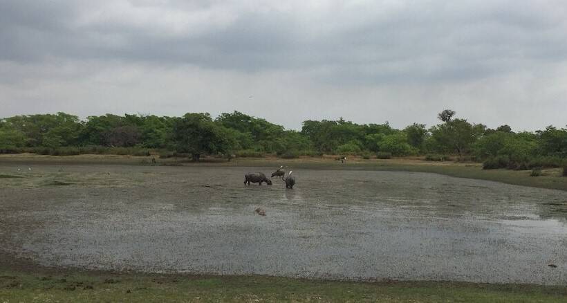 Отель Dracaena Resort