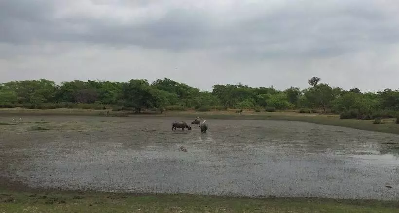 Hotelli Dracaena Resort