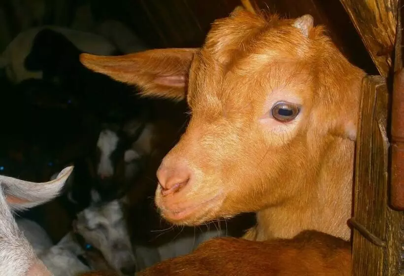 ホテル Miramonti Seulo Turismo Rurale