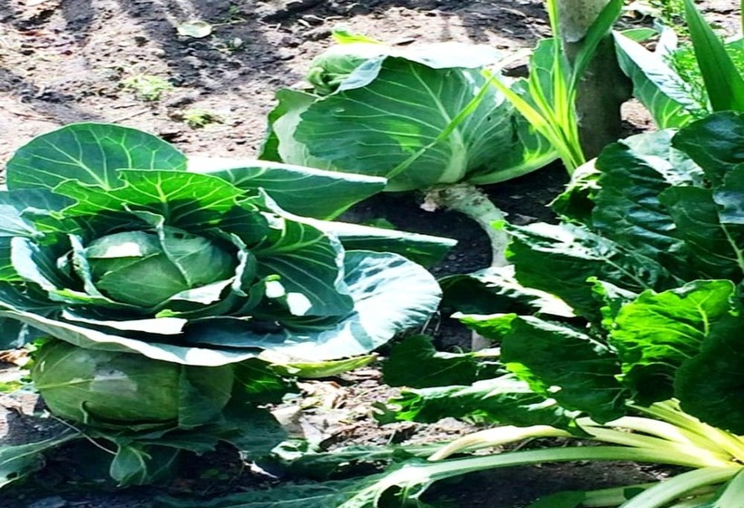 فندق Tih A O Guest House & Home Stay