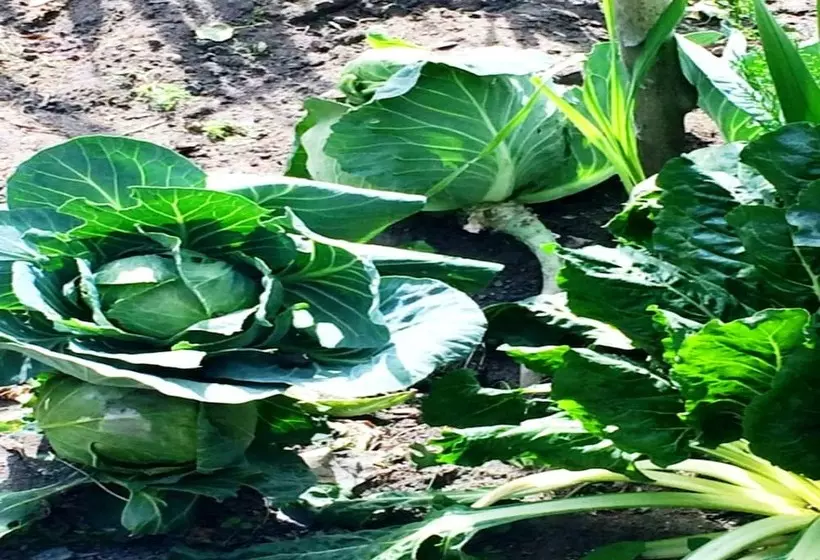 ホテル Tih A O Guest House & Home Stay