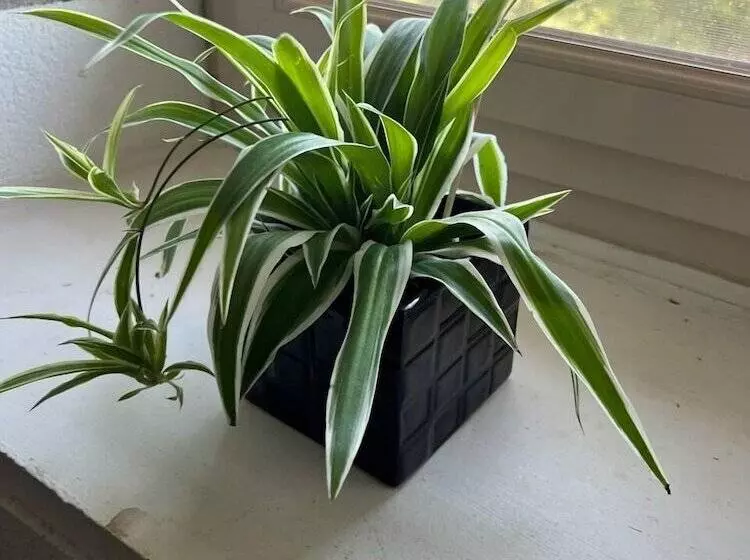 ペンション Auberge Au Saint Georges Du Mazet