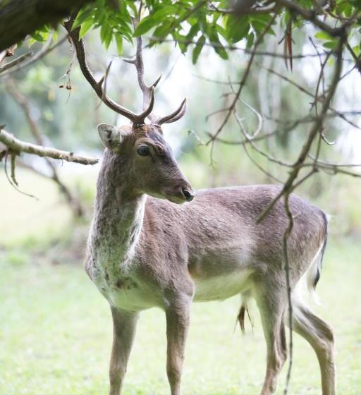 호텔 Areena Riverside Resort