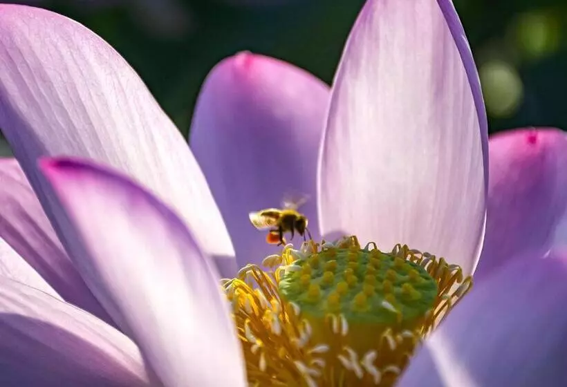 ペンション Guest Cafe Kuchikumano