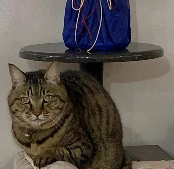 ペンション Guest Cafe Kuchikumano