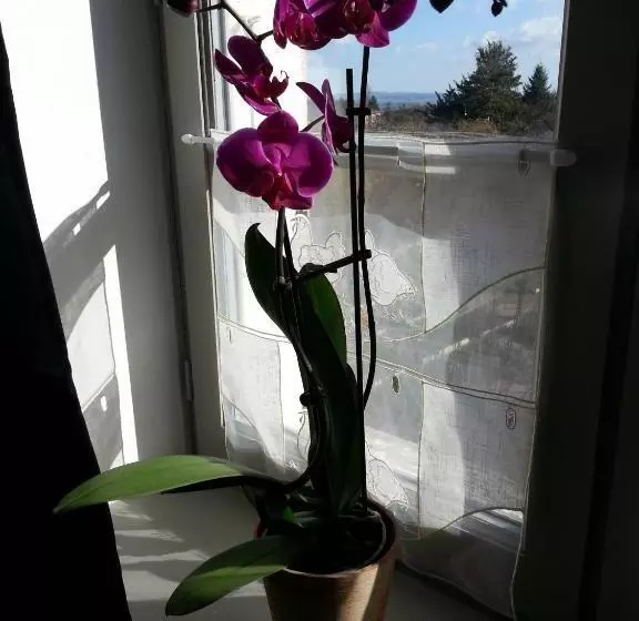 Majatalo Relais St Jacques   Roanne