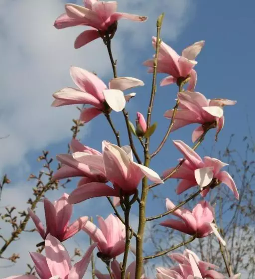 Majatalo Monts Et Merveilles