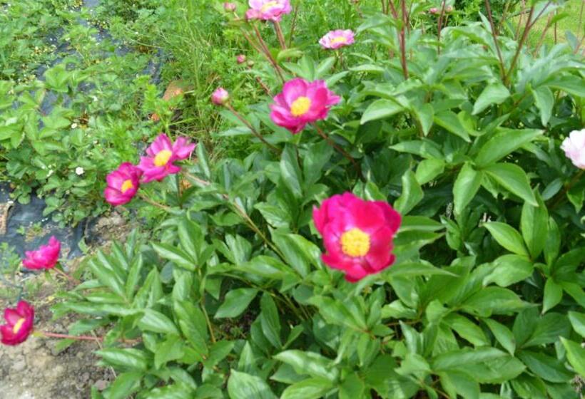 ベッドアンドブレックファースト Au Passage Des Grues