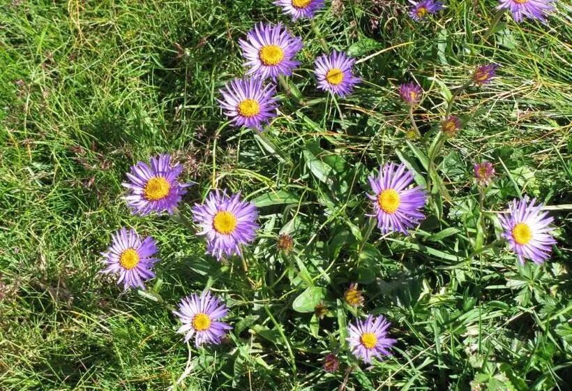 ベッドアンドブレックファースト Boscotenso