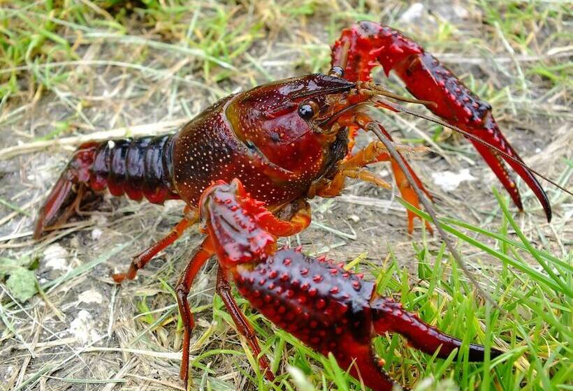 酒店 Camping Du Pontis