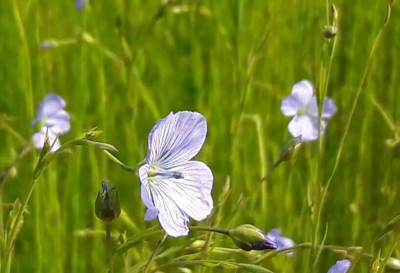 Majatalo Le Clos Des Pensées