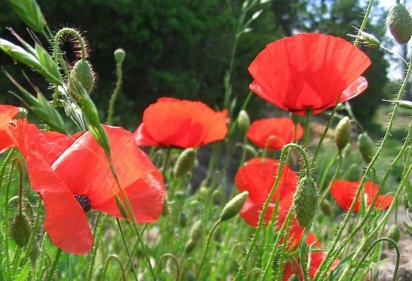 צימר Moulin Du Treuil  Chambres D Hotes