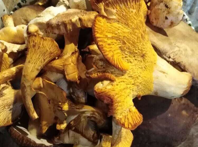 Сельский отель Azienda Agrituristica La Canestra