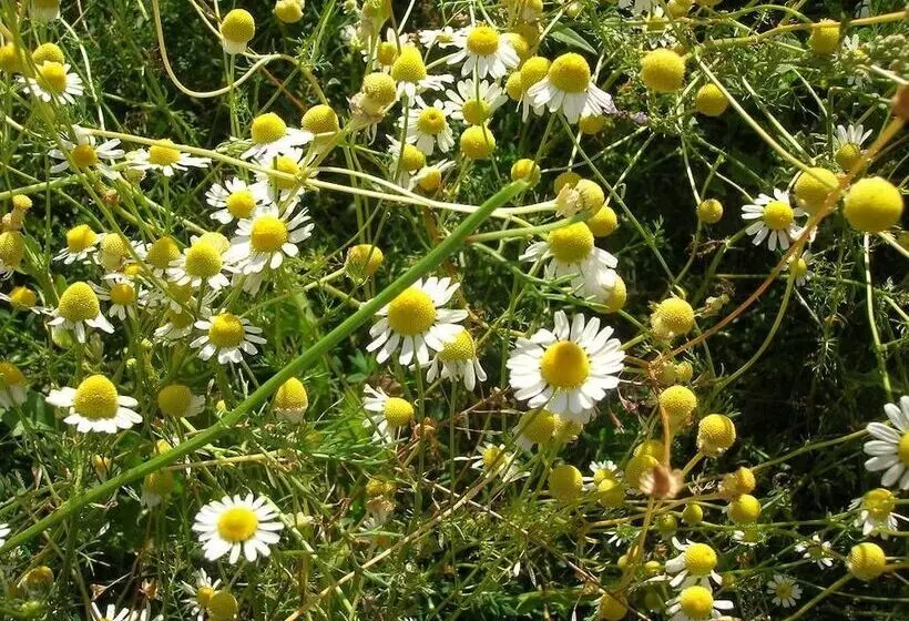 Maaseutuhotelli Azienda Agrituristica La Canestra
