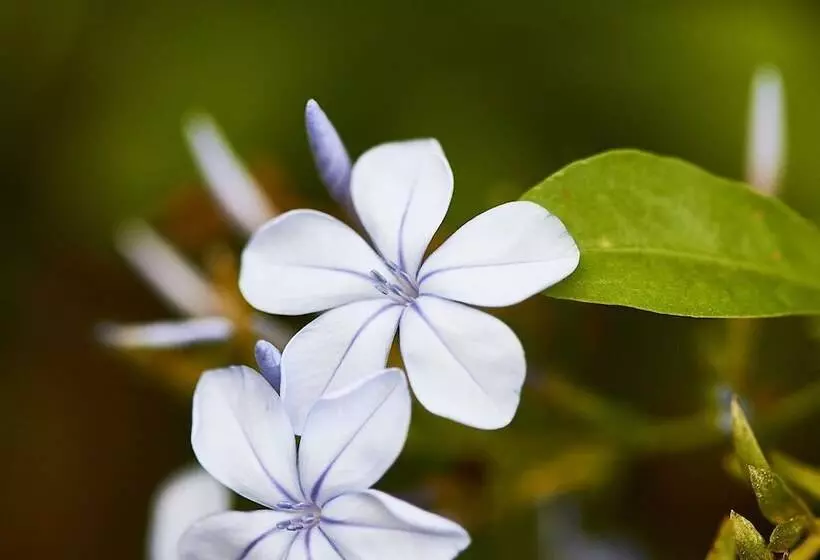 A View Of Mt Warning B&b