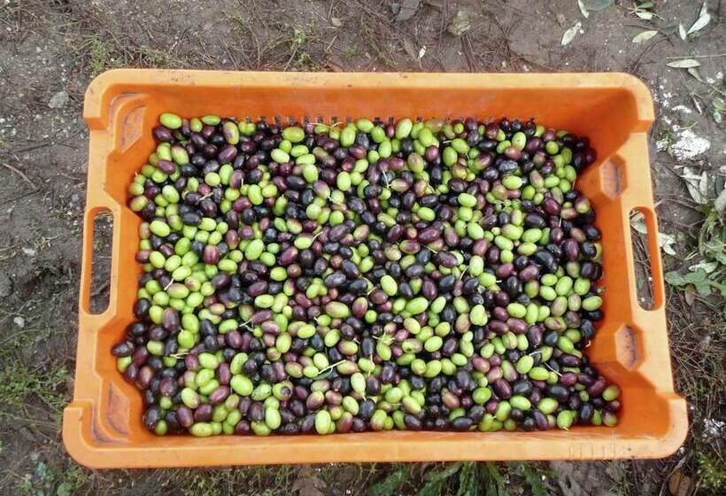 Cozy Cottage In Graffignano Italy With Swimming Pool