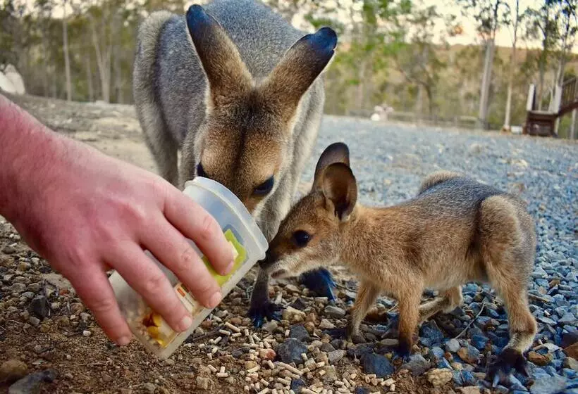 Hotelli Ketchup's Bank Glamping