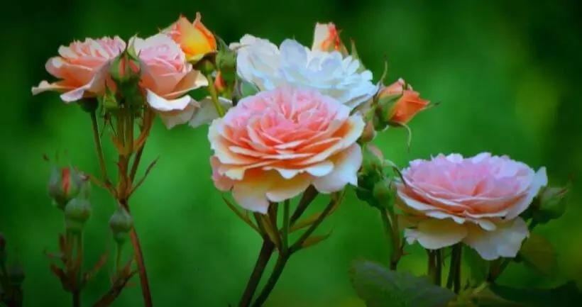 Majatalo Au Mesnil Le Bas Bray