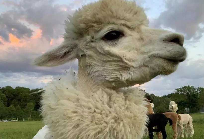 Aamiaismajoitus (B&B) Guest House Près Des Montgolfières