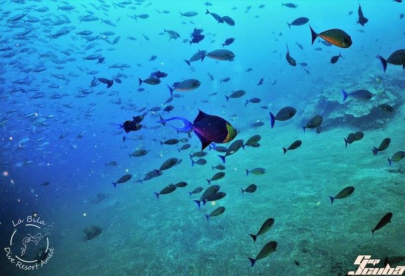 住宿加早餐 Bali Dive Resort Amed