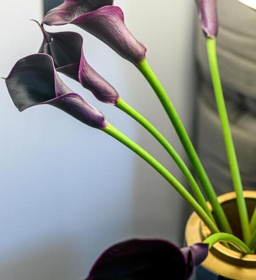 Hotel Boutique Donna Anna