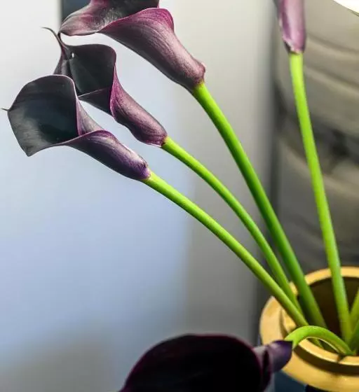 Hotel Boutique Donna Anna