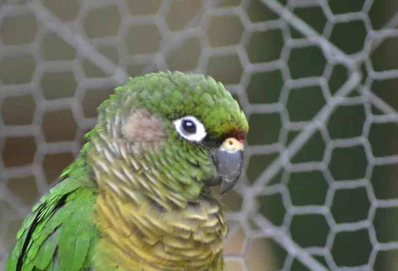 Majatalo Pousada Romântica Serra Da Mata