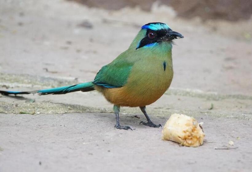 Posada Finca San Vicente B&b