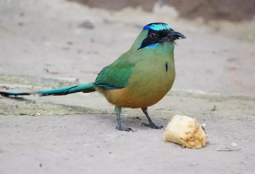 Posada Finca San Vicente B&b