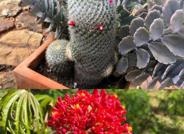 Posada Finca San Vicente B&b