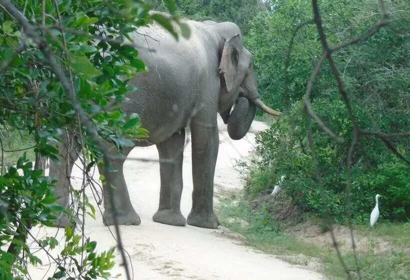 ベッドアンドブレックファースト Yala Avian Eye Safari