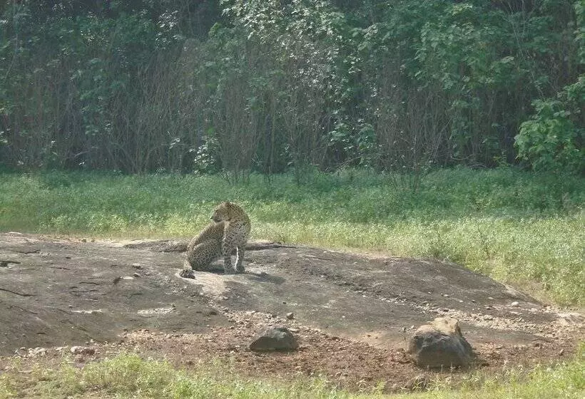 ベッドアンドブレックファースト Yala Avian Eye Safari