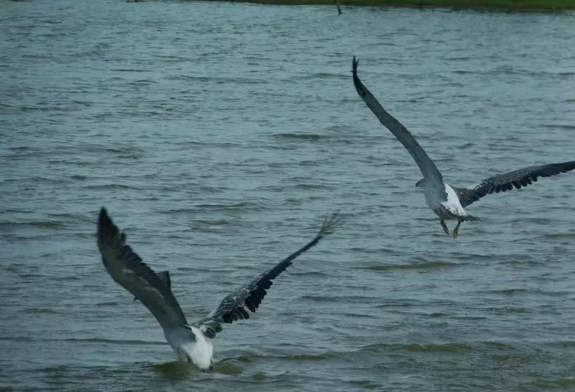 ベッドアンドブレックファースト Yala Avian Eye Safari